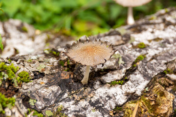 Coprinellus