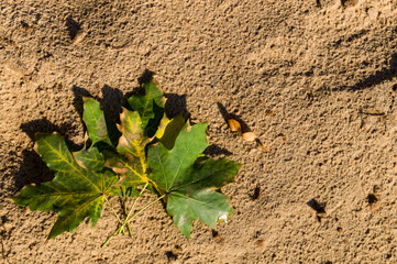 Autumn fallen oak or maple leaves lying on the sand close up. Flat lay