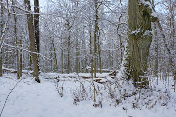 Wintertime landscape of snowy deciduous stand