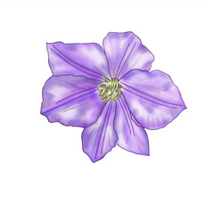 Garden flower. Clematis on a white background close-up. Vector illustration.