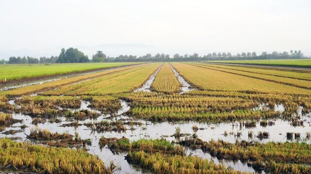 video in 4k of a rice field matured in the ebro Delta, catalonia, spain

