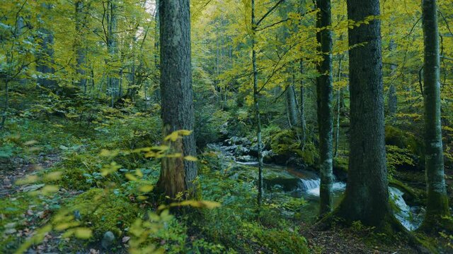 Waterfall forest nature landscapes wild jungle bavaria germany.