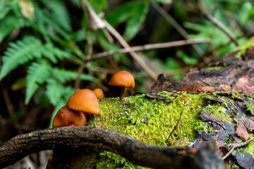 倒木に群生しているキノコ

