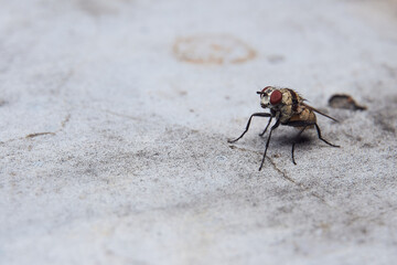 closeup view of fruit flies, macro stock photo