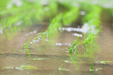 田植え後の水田