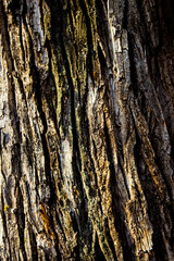texture of ancient dark brown old big tree close up for background and wallpaper, tree beautiful texture vertical frame