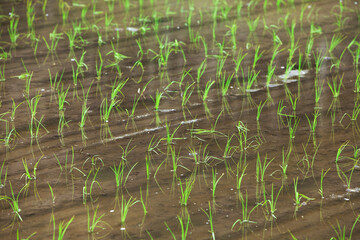 田植え後の水田