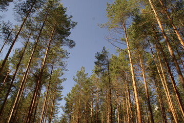 pine forest