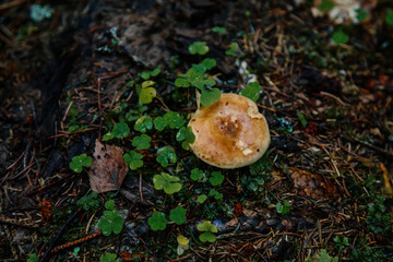 Mushroom and clover grow on moss in the forest. Sumava national park, Nova Pec, Czech Republic