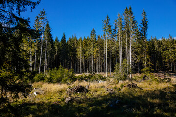 Coniferous forest on a sunny day. Sumava national park, Nova Pec, Czech Republic
