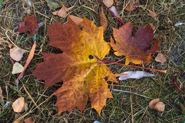 Multicolored fallen maple leaves on the grass in autumn in the park with selective focus.