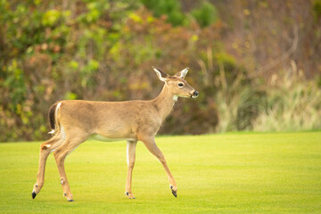 Young Brown White Tailed Deer Fawn Walking on Green Grass with Trees in Background