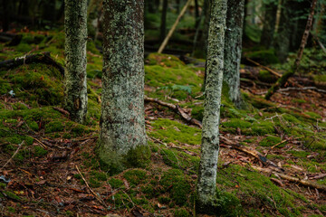 Trunk and branches of a coniferous tree. Sumava national park, Nova Pec, Czech Republic
