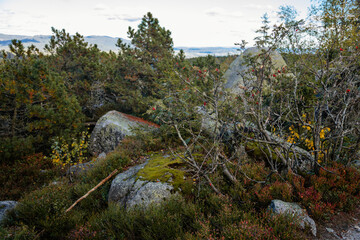 Coniferous forest. Sumava national park, Nova Pec, Czech Republic, September 27, 2020