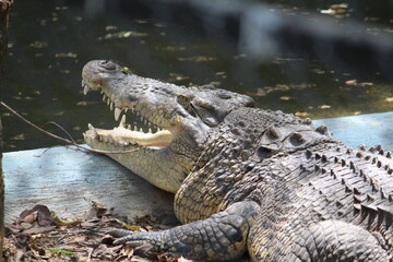 alligator in the everglades