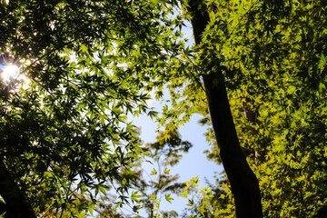 Obraz premium もみじ 庭園 グリーン 