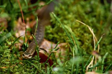 snail on the grass