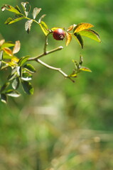 ripe wild rose hips on a branch