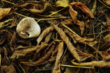 Lepiota mushroom in fallen leaves