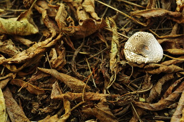 Lepiota mushroom in fallen leaves