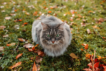 Naklejka na ściany i meble Portrait of a fluffy gray cat with green eyes in nature. The cat is sitting on a green lawn with fallen autumn leaves. Siberian breed