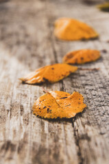leaves on wooden table