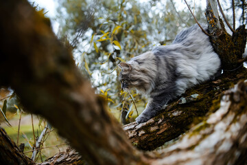 Portrait of a gray cat on a tree. A fluffy cat with green eyes is climbing a tree. Siberian breed.