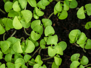 Sapling of Basils in The Soil