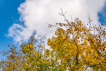beautiful autumn hike in the colorful forest near wilhelmsdorf