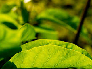 Pattern of Yellow Leaves