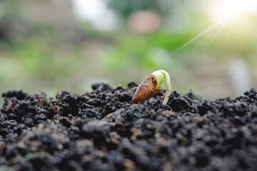 Young plant seed on growing of sprout on the soil in the garden with sunlight grows on farms. Agriculture seedling and save the earth concept.