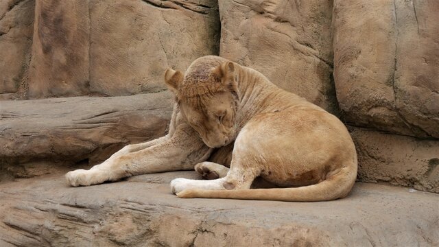 The lioness bowed her head while lying on the stone. - Powered by Adobe