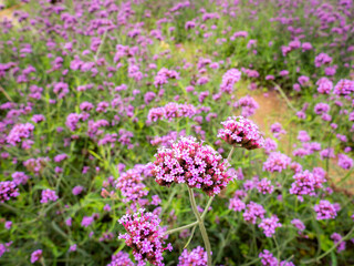 Bunch of Purpletop vervain Blooming