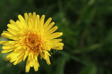 yellow dandelion flower