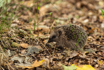 young hedgehog in the wild,