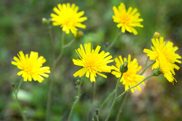 ウズラバタンポポ