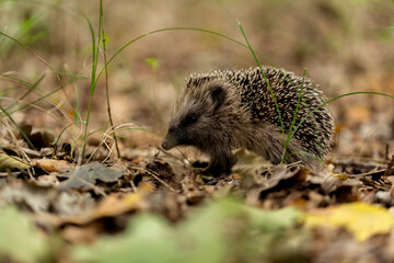young hedgehog in the wild,