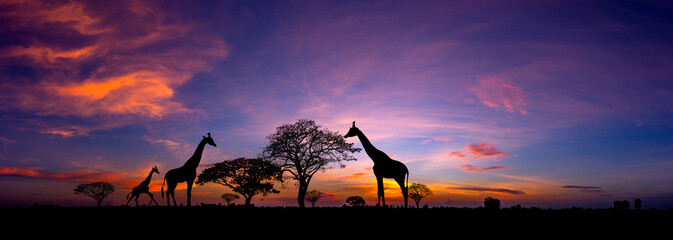 Panorama silhouette Giraffe family and  tree in africa with sunset.Tree silhouetted against a setting sun.Typical african sunset with acacia trees in Masai Mara, Kenya - obrazy, fototapety, plakaty