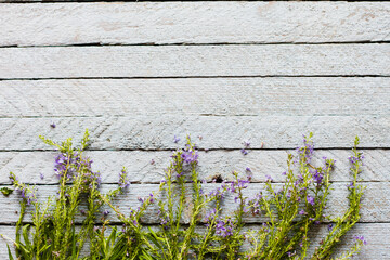 young grass purple lavender lies on an old wooden light blue background top view, with empty space under the text