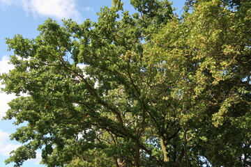 green leaves against blue sky