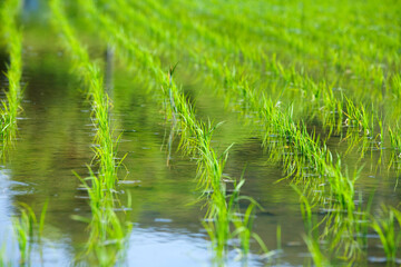 田植え後の水田