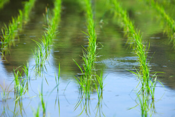 Obraz premium 田植え後の水田