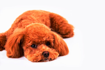 ぐったりプードル