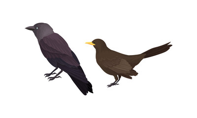 Feathered Birds or Avian with Jackdaw Vector Set