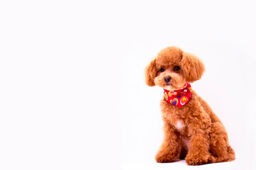 合図をまつプードル