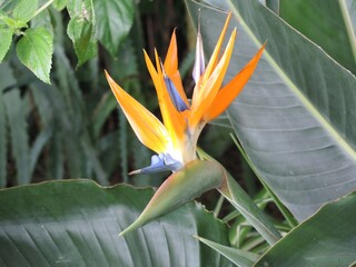 Paradiesvogelblume Strelizie / Exotische Blumen / Pflanzen