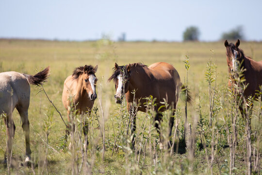 Caballos en el campo pampeano