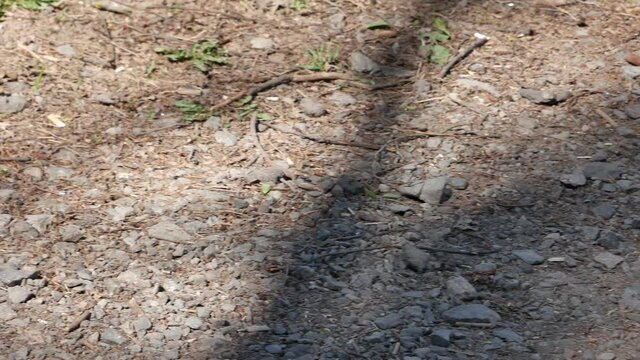 A squirrel carries a cub.