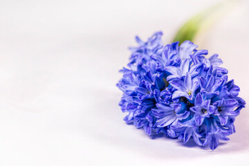 Hyacinth flower isollated on white background