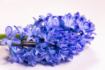 Hyacinth flower isollated on white background